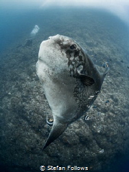 Blue Steel

Southern Ocean Sunfish - Mola ramsayi

Gi... by Stefan Follows 